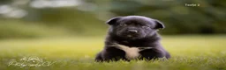 Kruising honden te koop: Huskador pupjes (labrador x Husky) - Advertentie 9