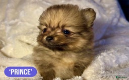 Pomeriaan honden te koop: Pomeriaanpups. 25 juni mogen ze het nest verlaten. in Emmen - Afbeelding 6