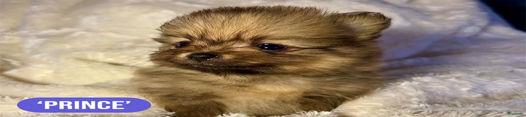 Pomeriaan Puppy 2