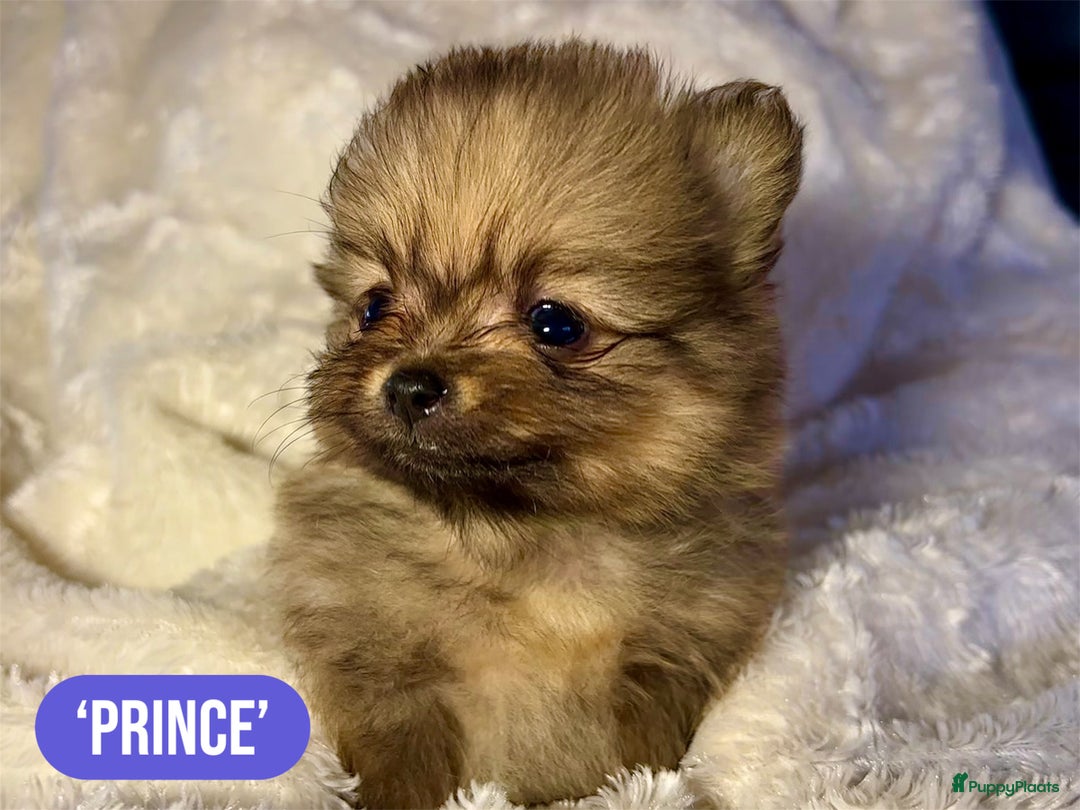 Pomeriaan honden te koop: Pomeriaanpups. 25 juni mogen ze het nest verlaten. in Emmen - Afbeelding 6