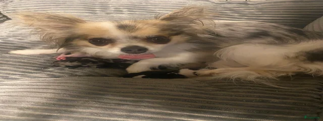 Lyla