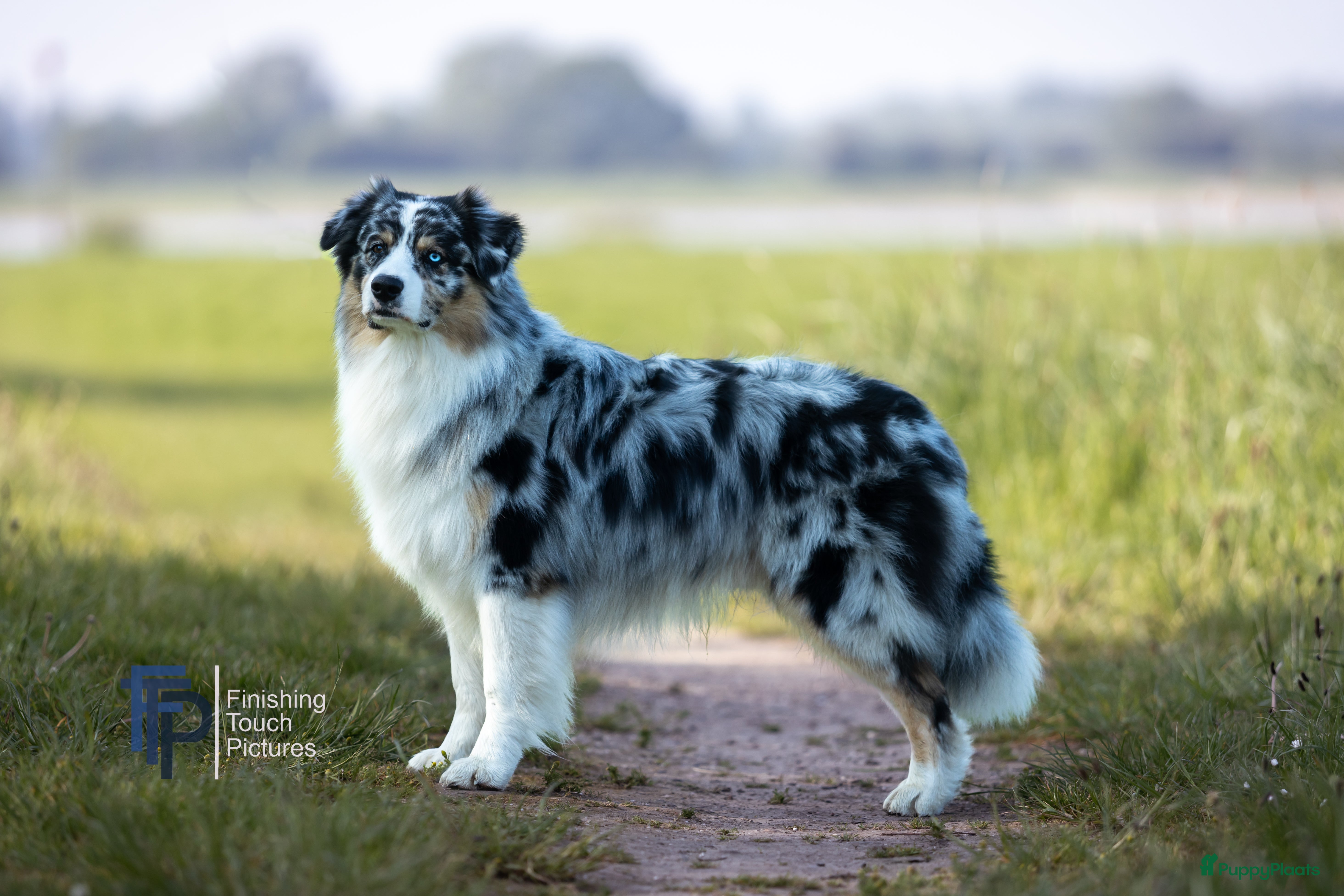 Australian Shepherd honden Nieuw, dekreu met FCI stamboom en testen - Advertentie 4