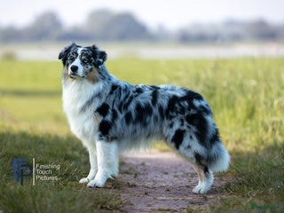 Australian Shepherd honden Nieuw, dekreu met FCI stamboom en testen - Advertentie 1