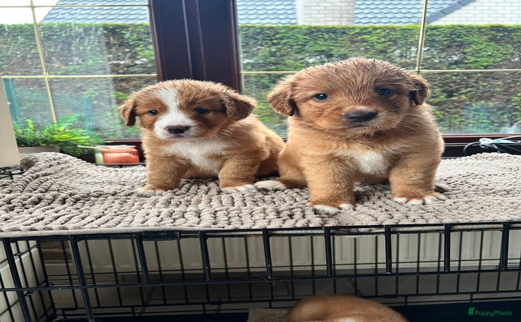 Nova Scotia Duck Tolling Retriever honden - Advertentie 14