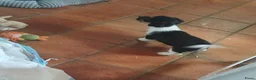 Jack Russel Terriër honden te koop: Speelse gezonde RASZUIVER JACK RUSSELpups LAAGBEEN - Advertentie 38