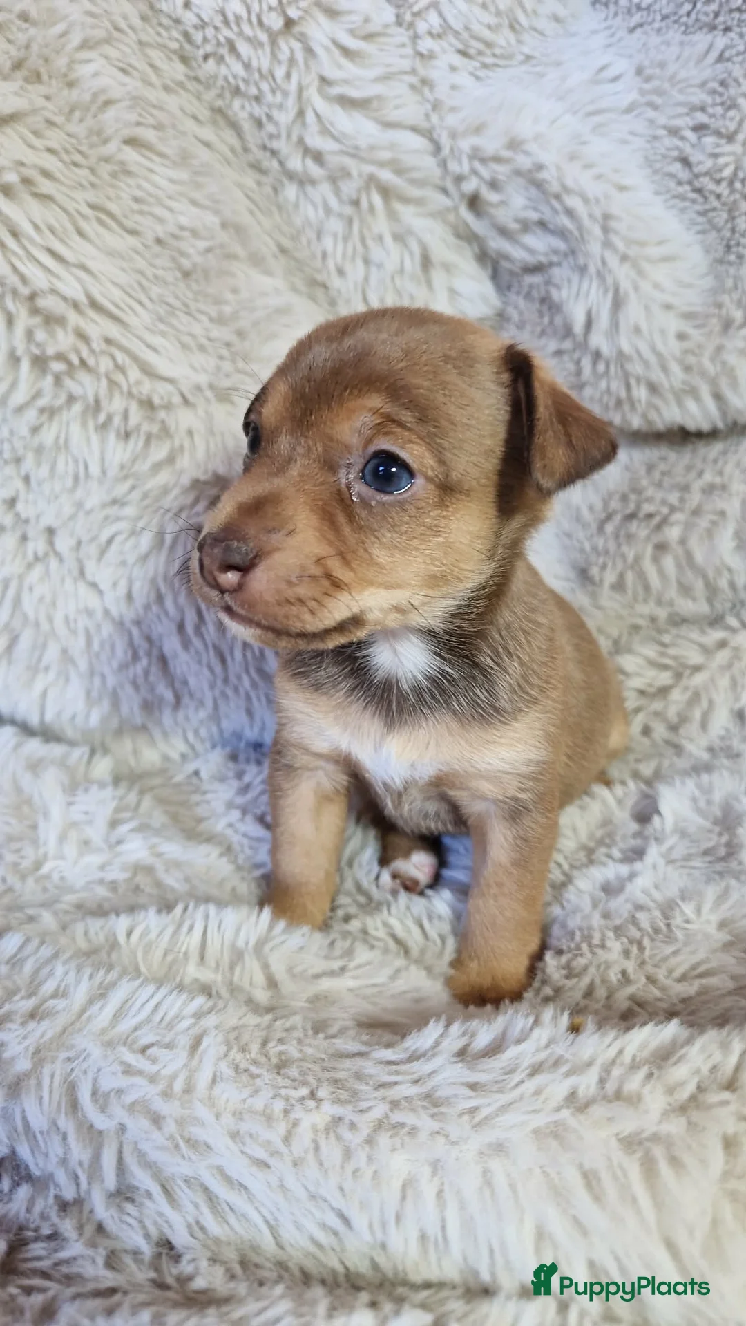 Jack Russel Terriër honden te koop: Super mooie jack russel pups - Advertentie 20