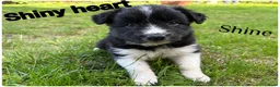 Border Collie honden te koop: Border collie pups  - Advertentie 5