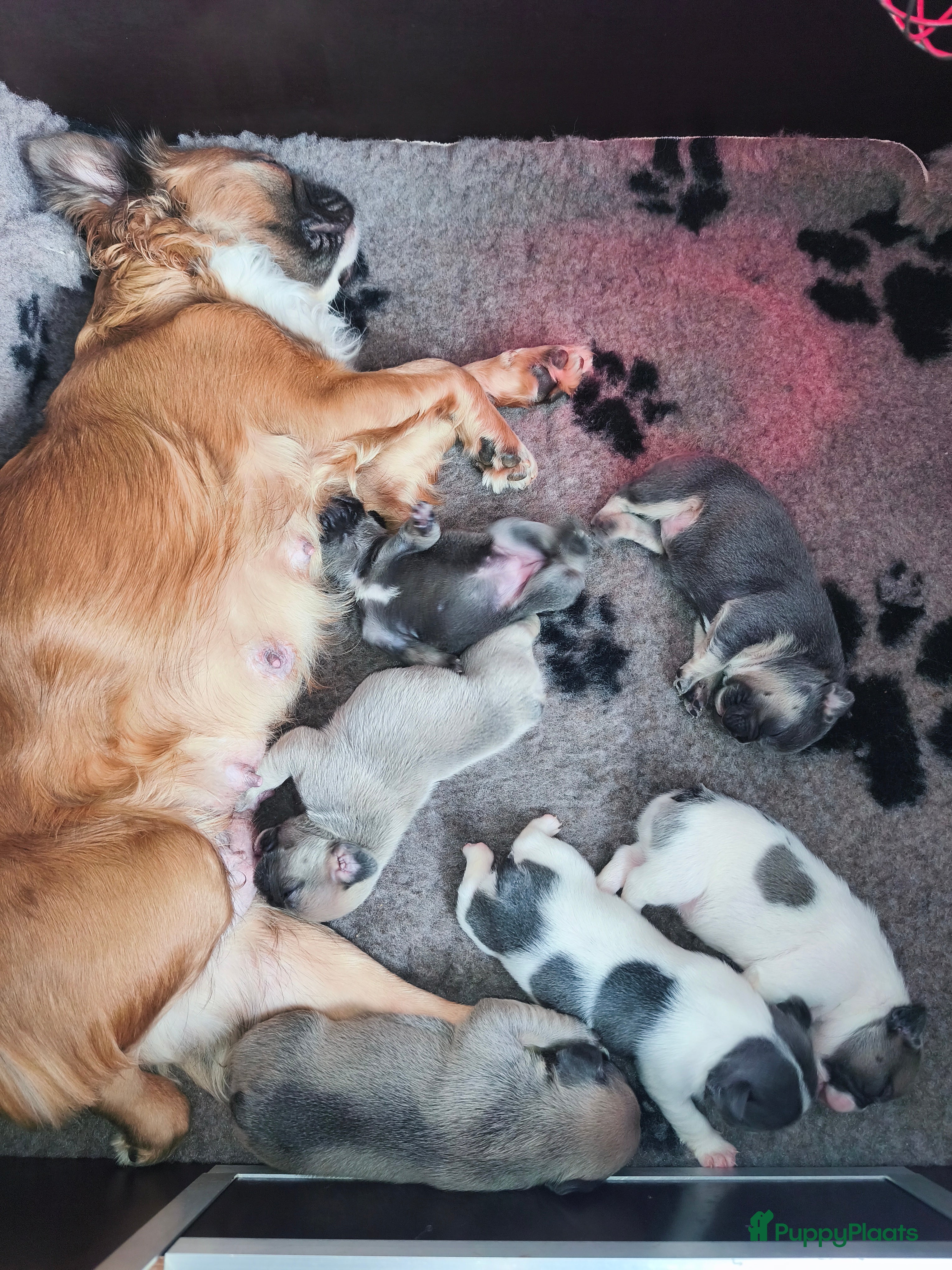 Franse Bulldog honden Prachtige Franse bulldog pups met stamboom - Advertentie 1