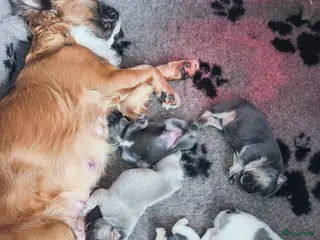 Franse Bulldog honden Prachtige Franse bulldog pups met stamboom - Advertentie 1