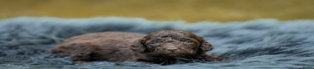 Labradoodle Puppy bruin