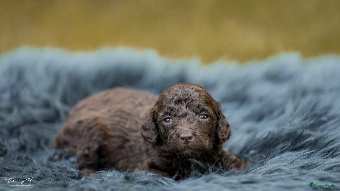Labradoodle honden te koop: Prachtige multigen Labradoodles wavy vacht - Afbeelding 21