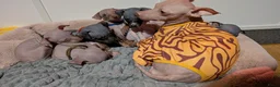 Amerikaanse Naakthond honden te koop: Amerikaanse naakthond - Advertentie 2