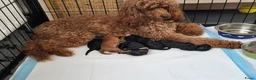 Poedel honden te koop: Dwerg/Middenslag pups - Advertentie 5