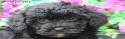 Maltipoo honden te koop: Leuke Maltipoo pups - Advertentie 16