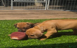 Rhodesian Ridgeback honden te koop: Rhodesian Ridgeback pups in Bentveld - Afbeelding 11