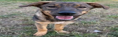 Kruising 1