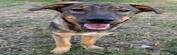 Kruising honden te koop: Fayaa - Advertentie 1