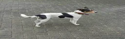 Boerenfox honden te koop: Prachtige Boerenfox pups - Advertentie 8