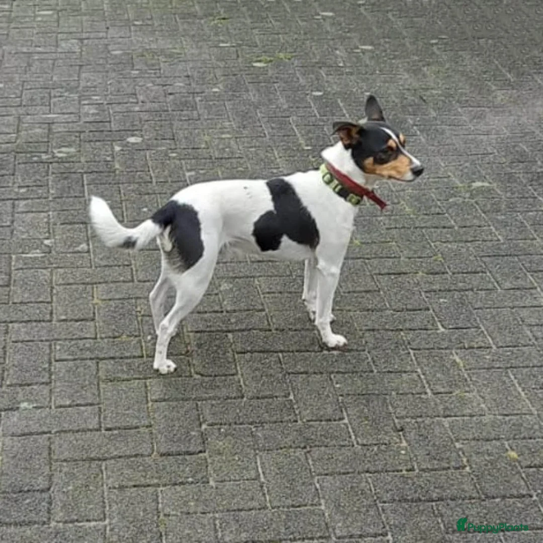 Boerenfox honden te koop: Prachtige Boerenfox pups - Advertentie 8