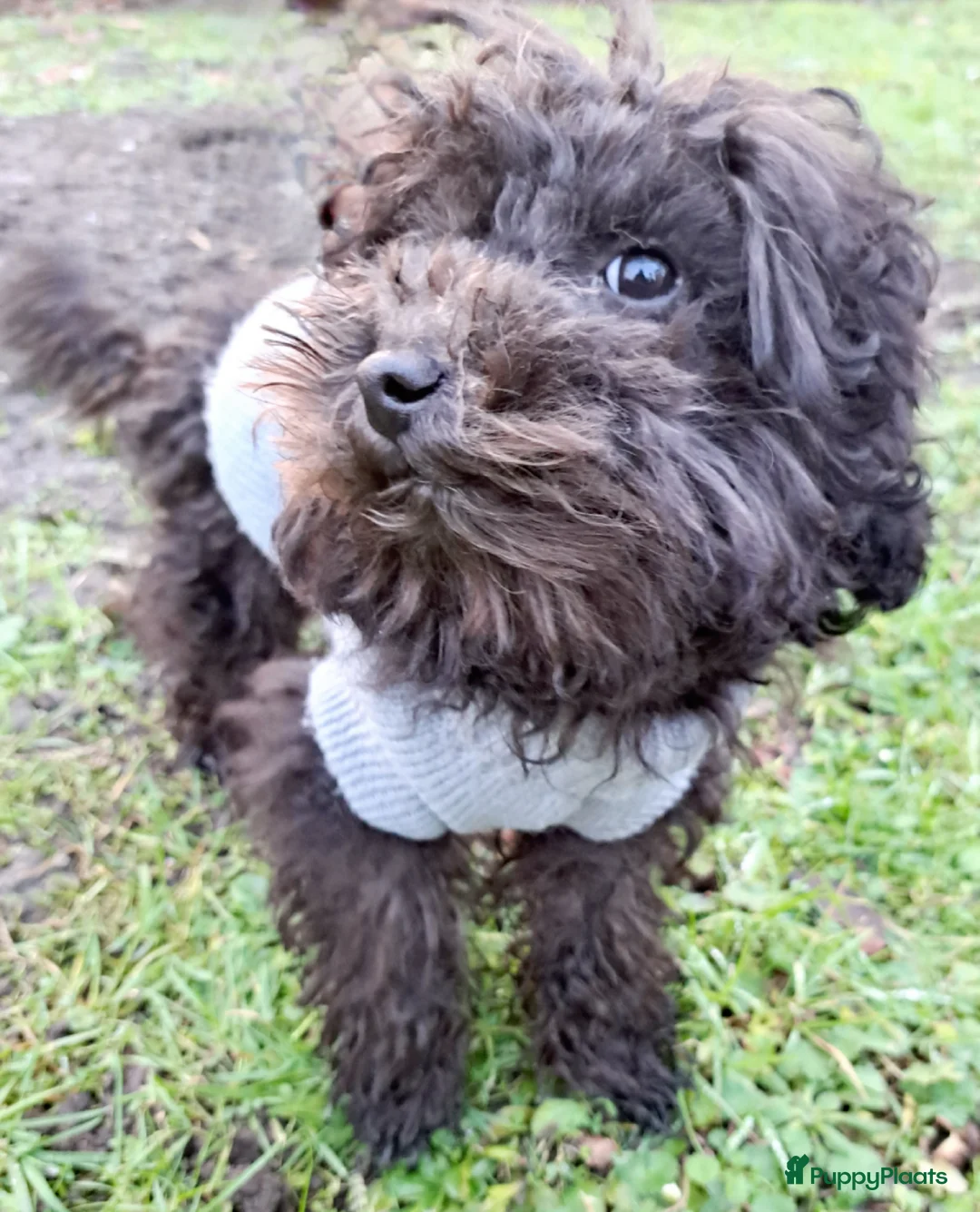 Poedel Toy honden te koop: Zilver reutje toy poedel - Advertentie 6