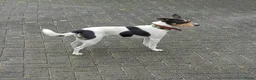Boerenfox honden te koop: mooie 100% Boerenfox pups - Advertentie 13