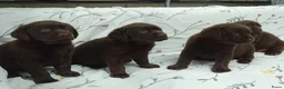 Labrador Retriever honden te koop: Labrador pups ouders met stamboom - Advertentie 4