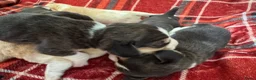 Beagle honden te koop: Beaglepups geboren!!! - Advertentie 9