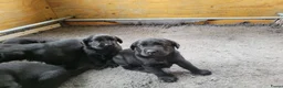 Labrador Retriever honden te koop: STAMBOOM ZWARTE FIELDTRIAL LABRADOR PUPS - Advertentie 7