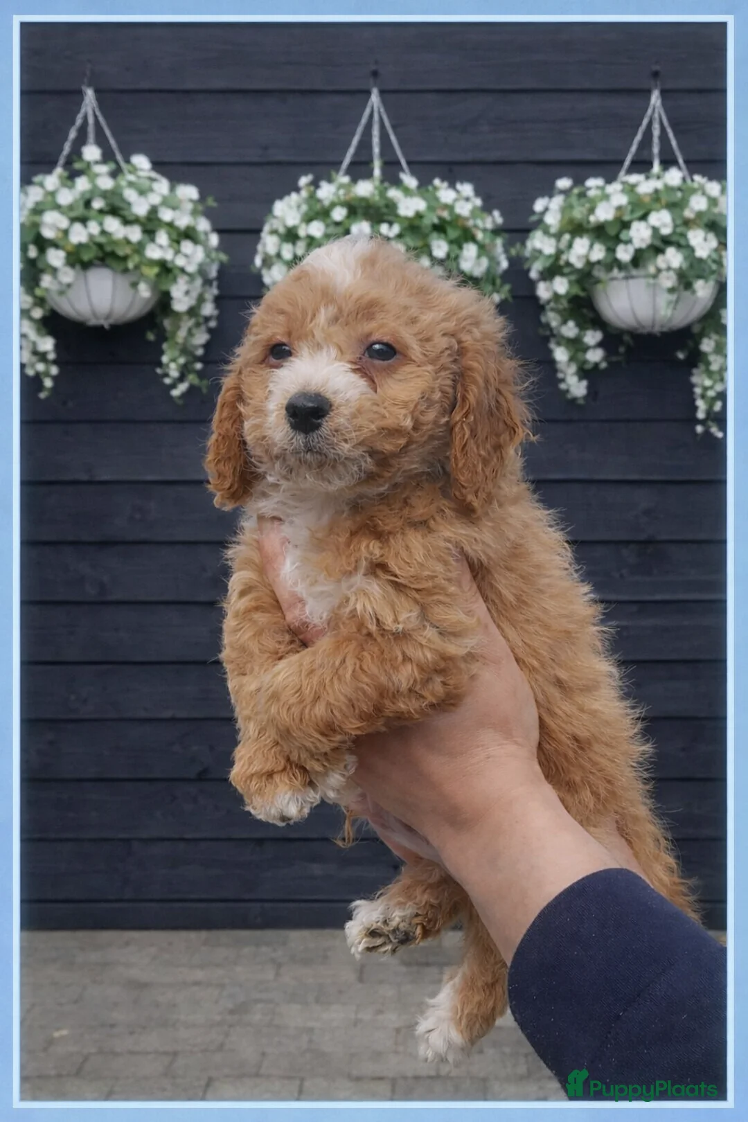 Maltipoo honden te koop: Maltipoo Pup,s  - Advertentie 1
