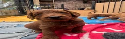 Australian Labradoodle honden te koop: Prachtig nest labradoodles (medium) - Advertentie 8