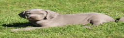 Weimarse Staande Hond korthaar honden te koop: Weimaraner pups - Advertentie 4