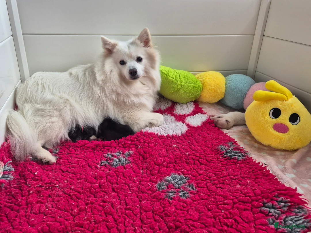 Keeshond honden te koop: Middenslag Keeshond pups - Advertentie 2