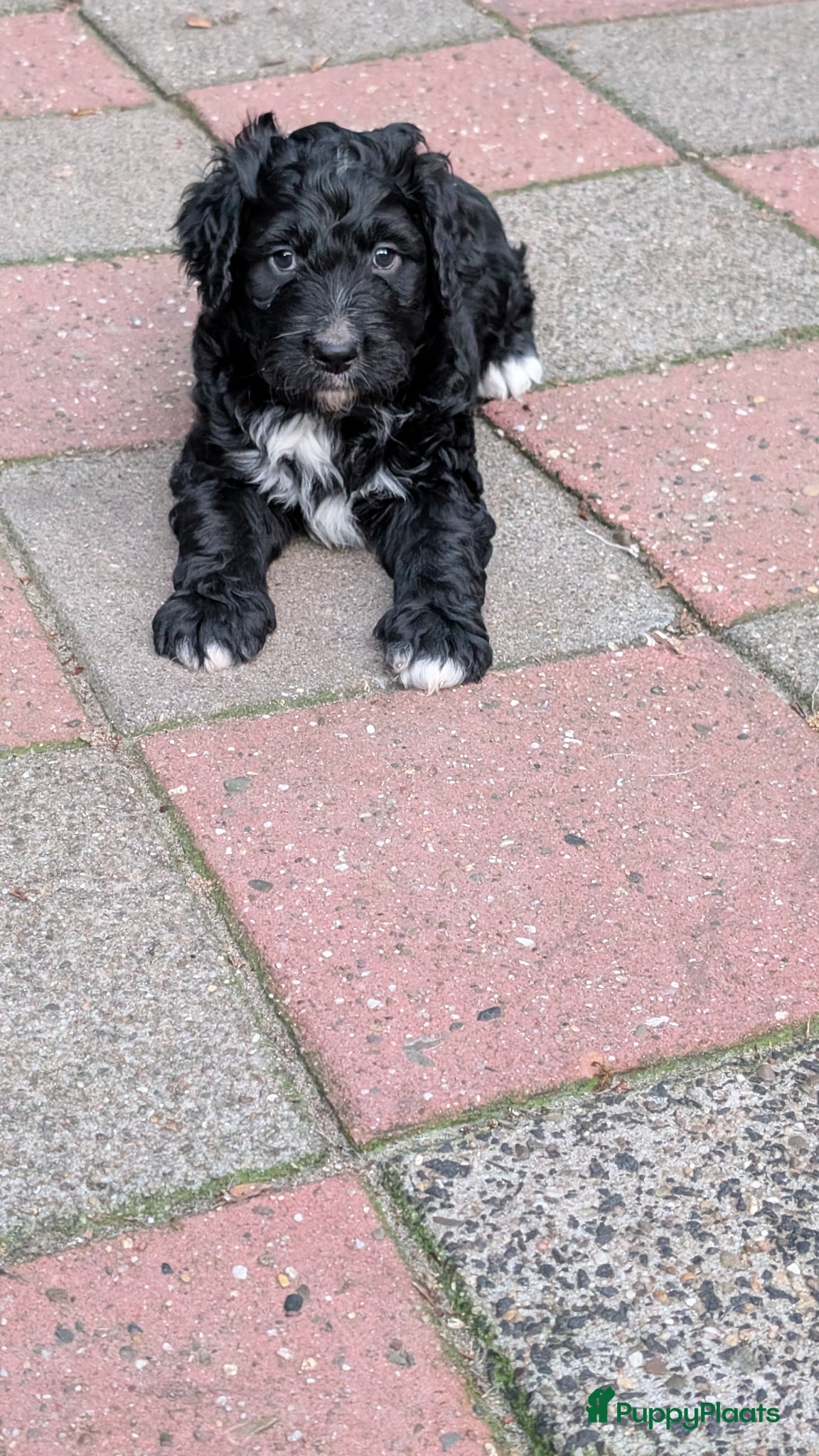 Bernedoodle honden te koop: Bernedoodle pups (Koningspoedel x Berner Sennen) in Nunspeet - Advertentie 16