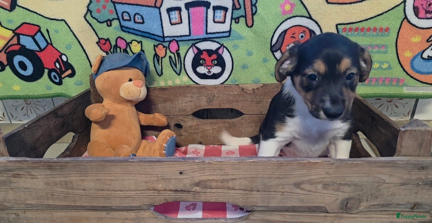 Boerenfox honden Prachtige 100% boerenfox pups met unieke kleuren - Advertentie 3