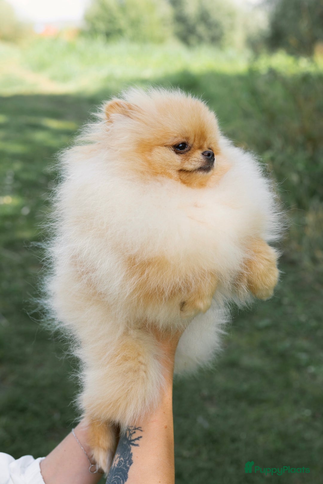 Pomeriaan honden te koop: Pomeranian❤️ - Afbeelding 4