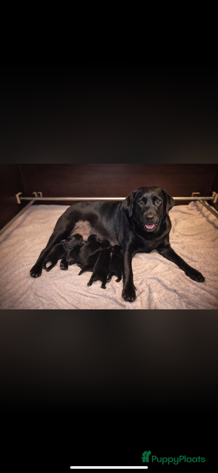 Labrador Retriever honden Labrador pups - Advertentie 1