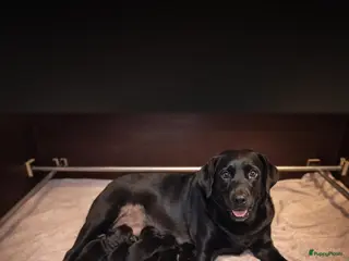 Labrador Retriever honden Labrador pups - Advertentie 1