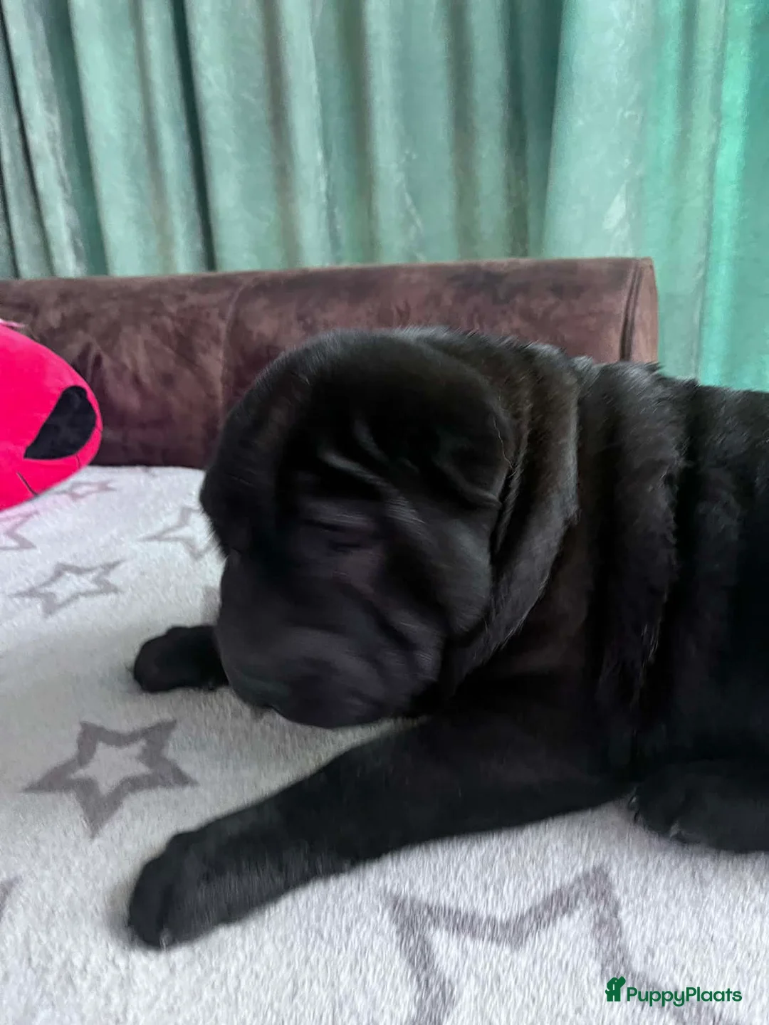 Shar Pei honden te koop:  Sharpei  pups  - Advertentie 11