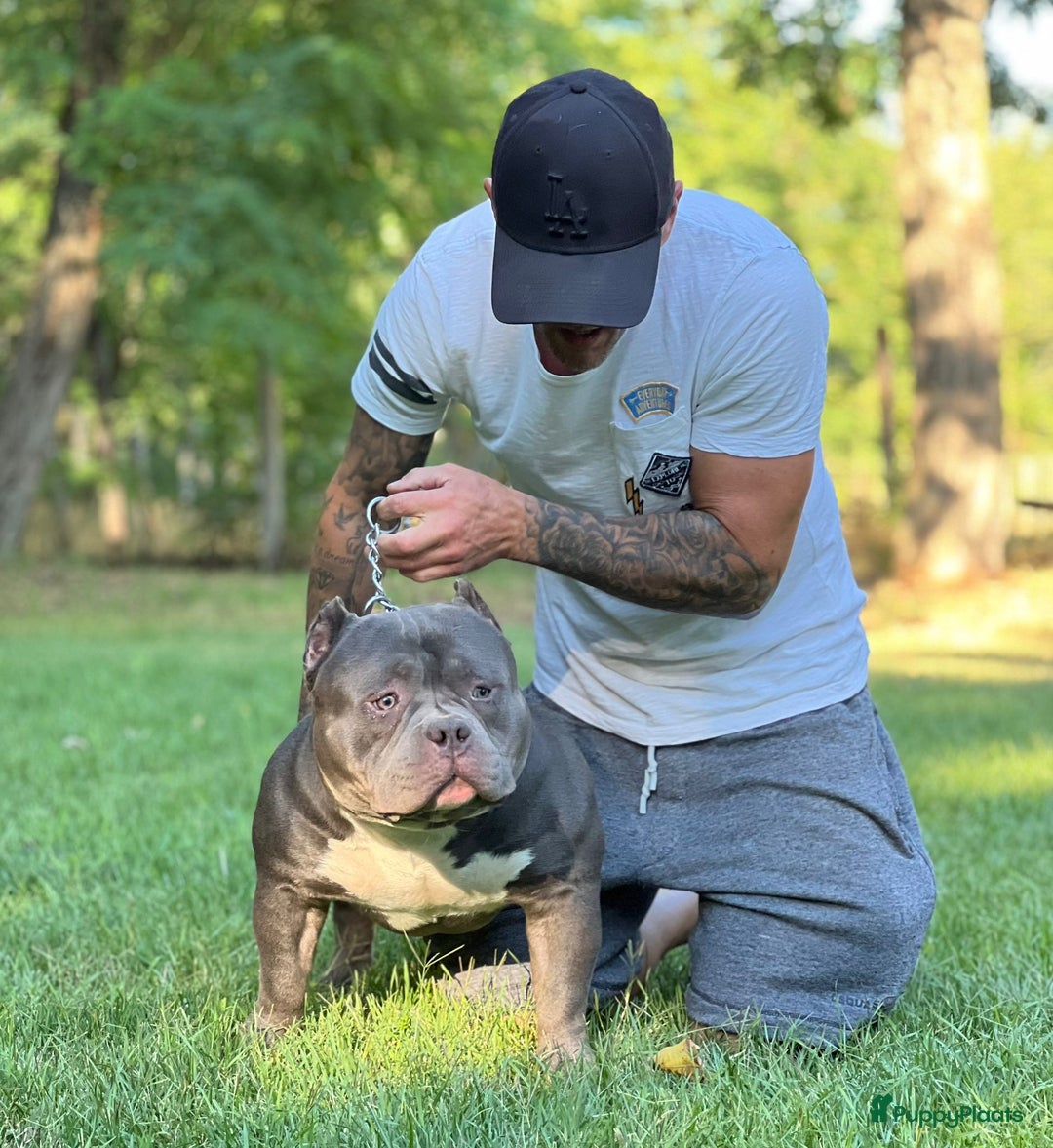 Amerikaanse Bully honden te koop: Amerikaanse Bully Pocket-puppy's - Advertentie 15