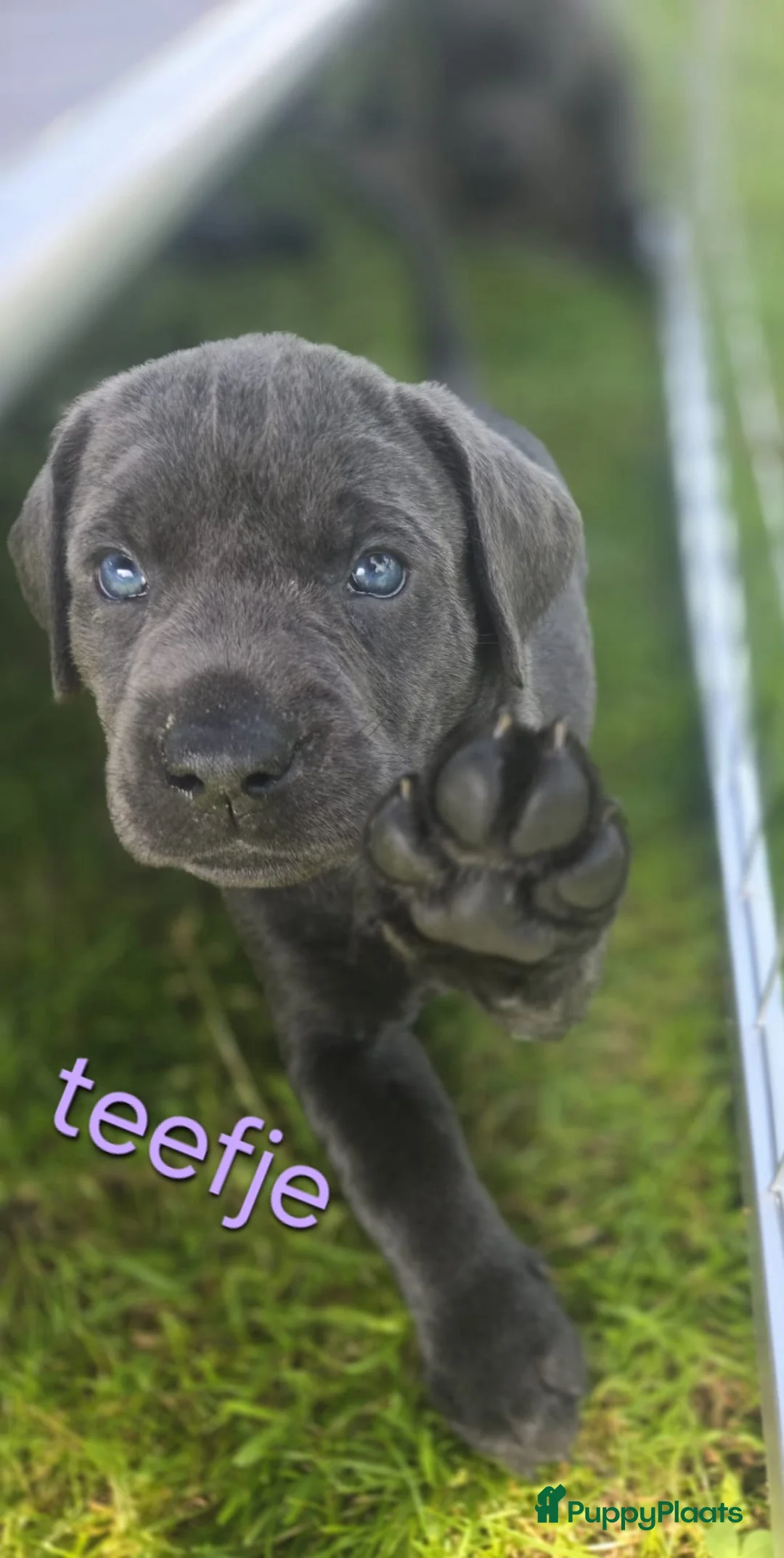 Labrador Retriever honden te koop: Prachtige Charcoal labrador pups in Jaarsveld - Advertentie 7