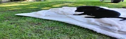 Labrador Retriever honden te koop: Leuke lieve Labrador Pups - Advertentie 14