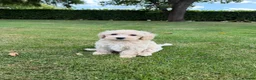 Maltipoo honden te koop: Maltipoo (Maltezer x Poedel) pups - Advertentie 14