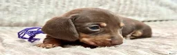 Teckel (korthaar)  honden te koop: Teckel puppy's - Advertentie 6