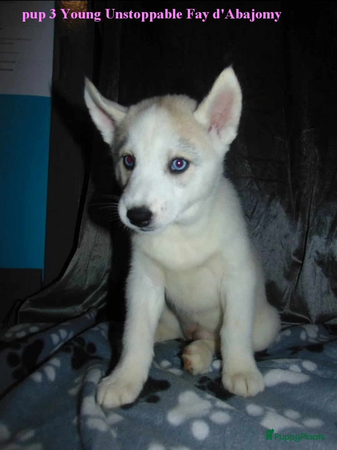 Siberische Husky honden te koop: Siberische husky pups - Advertentie 5