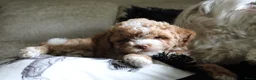 Maltipoo honden te koop: Sociale kleine Maltipoo puppy’s 🥰 - Advertentie 3