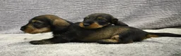 Ruwhaar Teckel honden te koop: Ruwhaar Dwerg/Kaninchen teckel pups met stamboom. - Advertentie 2