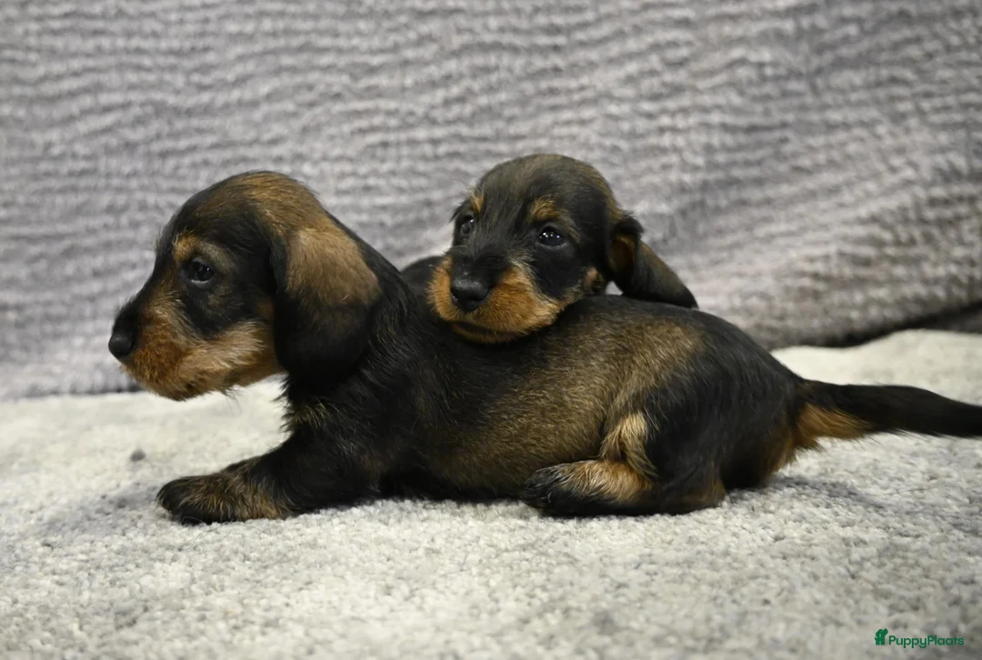 Ruwhaar Teckel honden te koop: Ruwhaar Dwerg/Kaninchen teckel pups met stamboom. - Advertentie 2