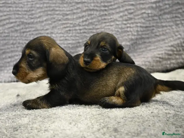 Ruwhaar Teckel honden Ruwhaar Dwerg/Kaninchen teckel pups met stamboom. - Advertentie 2