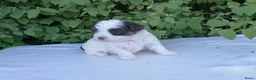 Shihpoo honden te koop: Te koop lieve slimme shihpoo pupjes - Advertentie 5