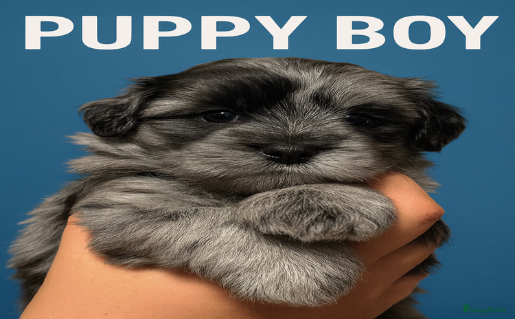 Maltipoo honden - Advertentie 3
